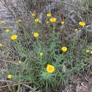 Xerochrysum viscosum at Bruce, ACT - 4 Nov 2023 05:21 PM