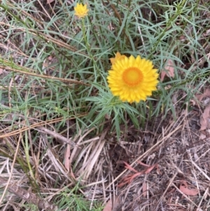 Xerochrysum viscosum at Bruce, ACT - 4 Nov 2023