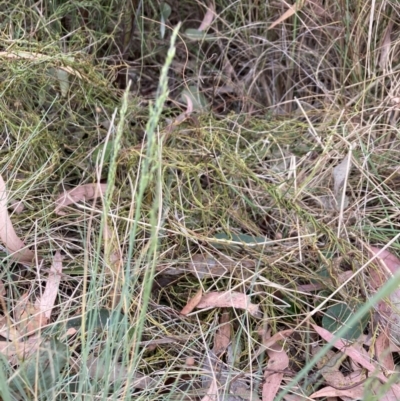 Poa (genus) (A Snow Grass) at Bruce, ACT - 4 Nov 2023 by lyndallh