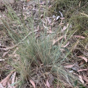 Poa sp. at Point 5827 - 4 Nov 2023 05:13 PM