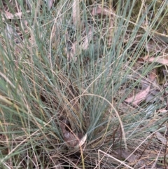 Poa sp. at Point 5827 - 4 Nov 2023 05:13 PM