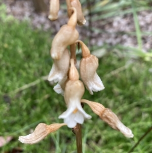 Gastrodia sesamoides at Bruce, ACT - 4 Nov 2023