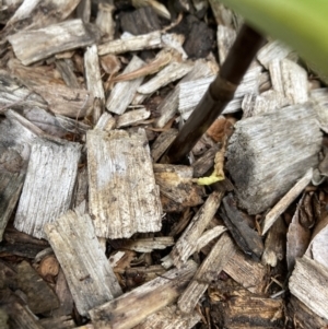 Gastrodia sesamoides at Bruce, ACT - 4 Nov 2023