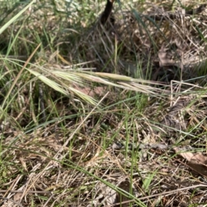 Bromus diandrus at Bruce, ACT - 4 Nov 2023 04:56 PM