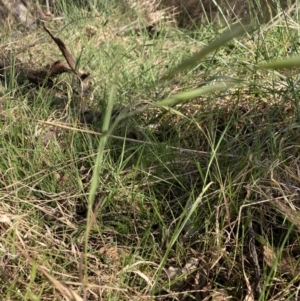 Bromus diandrus at Bruce, ACT - 4 Nov 2023 04:56 PM