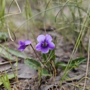 Viola betonicifolia at Captains Flat, NSW - 4 Nov 2023