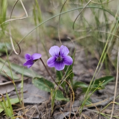 Viola betonicifolia (Mountain Violet) at QPRC LGA - 4 Nov 2023 by Csteele4