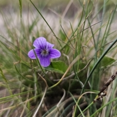 Viola betonicifolia at Captains Flat, NSW - 4 Nov 2023