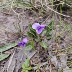 Viola betonicifolia at Captains Flat, NSW - 4 Nov 2023