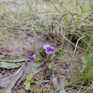 Viola betonicifolia at Captains Flat, NSW - 4 Nov 2023