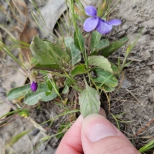 Viola betonicifolia at Captains Flat, NSW - 4 Nov 2023