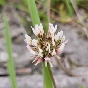 Trifolium repens at Captains Flat, NSW - 4 Nov 2023 06:11 PM