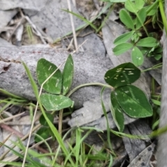 Trifolium repens at Captains Flat, NSW - 4 Nov 2023 06:11 PM