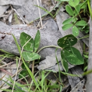 Trifolium repens at Captains Flat, NSW - 4 Nov 2023 06:11 PM