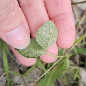 Trifolium repens at Captains Flat, NSW - 4 Nov 2023 06:11 PM