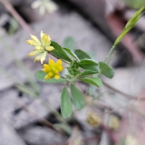 Trifolium dubium at Captains Flat, NSW - 4 Nov 2023