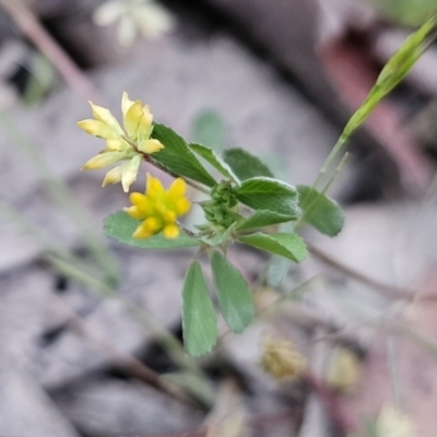 Trifolium dubium (Yellow Suckling Clover) at QPRC LGA - 4 Nov 2023 by Csteele4