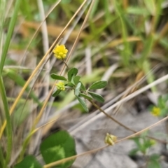 Trifolium dubium at Captains Flat, NSW - 4 Nov 2023