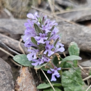 Ajuga australis at Captains Flat, NSW - 4 Nov 2023 06:10 PM