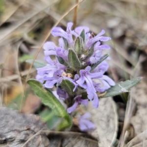 Ajuga australis at Captains Flat, NSW - 4 Nov 2023 06:10 PM