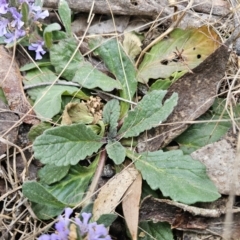 Ajuga australis at Captains Flat, NSW - 4 Nov 2023