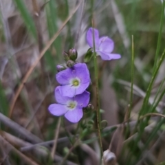 Veronica gracilis (Slender Speedwell) at Captains Flat, NSW - 4 Nov 2023 by Csteele4