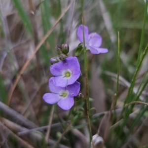 Veronica gracilis at Captains Flat, NSW - 4 Nov 2023