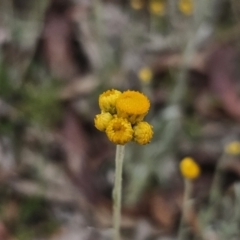 Chrysocephalum apiculatum (Common Everlasting) at Captains Flat, NSW - 4 Nov 2023 by Csteele4