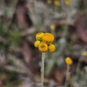 Chrysocephalum apiculatum at Captains Flat, NSW - 4 Nov 2023