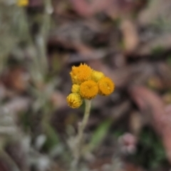 Chrysocephalum apiculatum at Captains Flat, NSW - 4 Nov 2023 06:08 PM