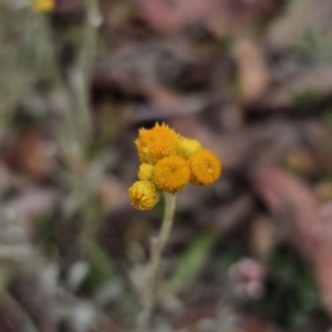 Chrysocephalum apiculatum at Captains Flat, NSW - 4 Nov 2023