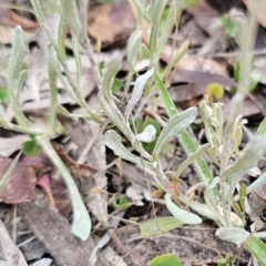 Chrysocephalum apiculatum at Captains Flat, NSW - 4 Nov 2023