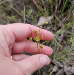 Drosera gunniana at Captains Flat, NSW - 4 Nov 2023