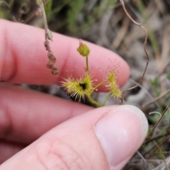 Drosera gunniana at Captains Flat, NSW - 4 Nov 2023 06:05 PM