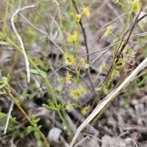 Drosera gunniana at Captains Flat, NSW - 4 Nov 2023 06:05 PM