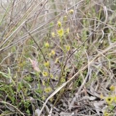 Drosera gunniana at Captains Flat, NSW - 4 Nov 2023 06:05 PM