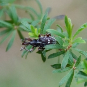 Aoplocnemis sp. (genus) at Moruya, NSW - 4 Nov 2023