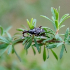 Aoplocnemis sp. (genus) at Moruya, NSW - 4 Nov 2023