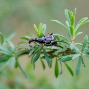 Aoplocnemis sp. (genus) at Moruya, NSW - 4 Nov 2023