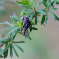 Aoplocnemis sp. (genus) at Moruya, NSW - 4 Nov 2023