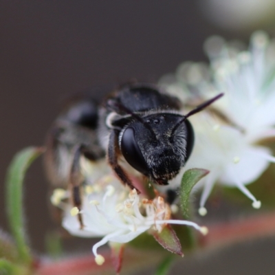 Lasioglossum (Chilalictus) sp. (genus & subgenus) (Halictid bee) at Moruya, NSW - 4 Nov 2023 by LisaH
