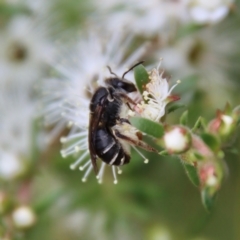 Lasioglossum (Chilalictus) sp. (genus & subgenus) at Moruya, NSW - 4 Nov 2023