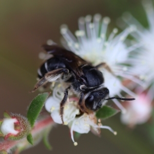 Lasioglossum (Chilalictus) sp. (genus & subgenus) at Moruya, NSW - 4 Nov 2023