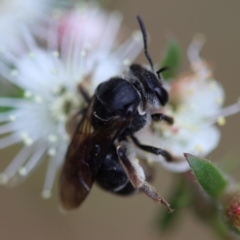 Lasioglossum (Chilalictus) sp. (genus & subgenus) at Moruya, NSW - 4 Nov 2023