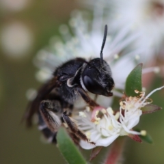 Lasioglossum (Chilalictus) sp. (genus & subgenus) at Moruya, NSW - 4 Nov 2023