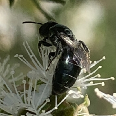 Euryglossa ephippiata (Saddleback Euryglossine Bee) at Mount Annan, NSW - 20 Oct 2023 by JudeWright