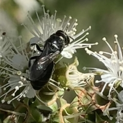 Euryglossa ephippiata at Mount Annan, NSW - 20 Oct 2023