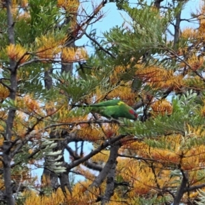 Glossopsitta concinna at Tahmoor, NSW - 1 Nov 2023