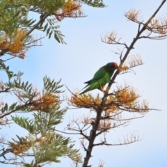 Glossopsitta concinna at Tahmoor, NSW - 1 Nov 2023