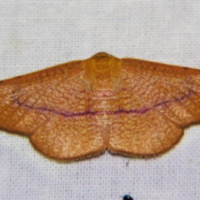 Aglaopus pyrrhata (Leaf Moth) at Sheldon, QLD - 28 Oct 2007 by PJH123